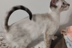 YoYo Savannah Kitten F-6SBT Snow Female #3 DOB 6-11-24