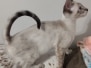 YoYo Savannah Kitten F-6SBT Snow Female #3 DOB 6-11-24
