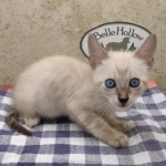 F-6SBT-Snow-Female-3-DOB-6-11-24a