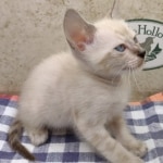 F-6SBT-Snow-Female-3-DOB-6-11-24b