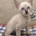 F-6SBT-Snow-Female-3-DOB-6-11-24e