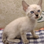 F-6SBT-Snow-Female-3-DOB-6-11-24f