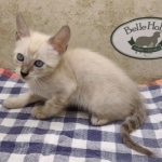 F-6SBT-Snow-Female-3-DOB-6-11-24h