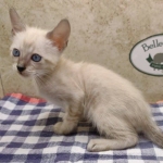 F-6SBT-Snow-Female-3-DOB-6-11-24i