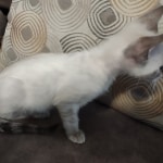 Snow-girl-3-F-6SBT-a