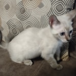 Snow-girl-3-F-6SBT-c