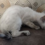 Snow-girl-3-F-6SBT-f