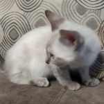 Snow-girl-3-F-6SBT-g