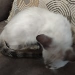 Snow-girl-3-F-6SBT-h