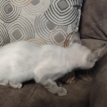 Snow-girl-3-F-6SBT-k