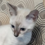 Snow-girl-3-F-6SBT-m