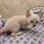 Available Savannah  F-6SBT Snow female