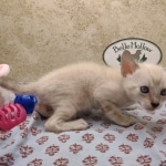 Available Savannah  F-6SBT Snow female