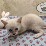 Available Savannah  F-6SBT Snow female