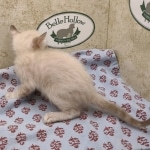 Available Savannah  F-6SBT Snow female