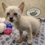 Available Savannah  F-6SBT Snow female