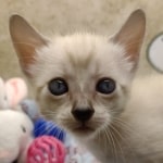 Available Savannah  F-6SBT Snow female