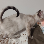 Snow F-6SBt savannah female