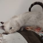 Snow F-6SBt savannah female