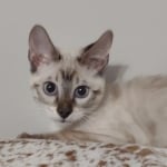 Snow F-6SBt savannah female