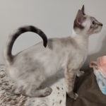 Snow F-6SBt savannah female