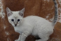 Ava Savannah F-6SBT Snow female DOB 12-7-23