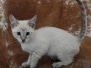 Ava Savannah F-6SBT Snow female DOB 12-7-23