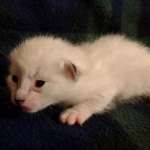 Savannah Snow female DOB 12-7-23