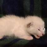 Savannah Snow female DOB 12-7-23