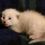 Savannah Snow female DOB 12-7-23