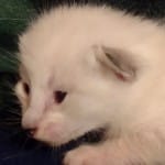 Savannah Snow female DOB 12-7-23