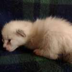 Savannah Snow female DOB 12-7-23