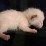 Savannah Snow female DOB 12-7-23