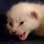 Savannah Snow female DOB 12-7-23