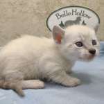 Savannah Snow female DOB 12-7-23