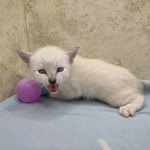 Savannah Snow female DOB 12-7-23