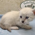 Savannah Snow female DOB 12-7-23