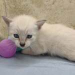 Savannah Snow female DOB 12-7-23
