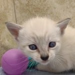 Savannah Snow female DOB 12-7-23