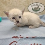 Savannah Snow female DOB 12-7-23