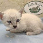 Savannah Snow female DOB 12-7-23