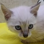 Savannah Snow female DOB 12-7-23