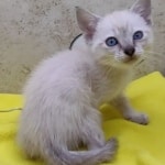 Savannah Snow female DOB 12-7-23