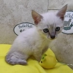 Savannah Snow female DOB 12-7-23