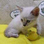 Savannah Snow female DOB 12-7-23