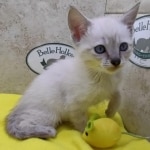 Savannah Snow female DOB 12-7-23