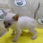 Savannah Snow female DOB 12-7-23