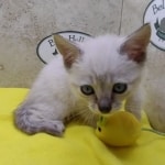 Savannah Snow female DOB 12-7-23