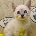 Savannah Snow female DOB 12-7-23