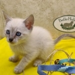 Savannah Snow female DOB 12-7-23